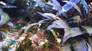 Сайдекс в аквариум