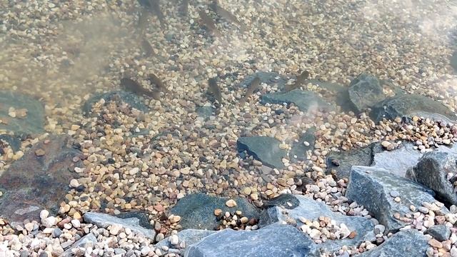 ЛИНЬ. Запускаю Линя в свой пруд | Линь для нескольких наших прудов смотреть онлайн