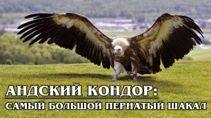АНДСКИЙ КОНДОР: Самый большой пернатый падальщик отбирает добычу у пум | Интересные факты про птиц
