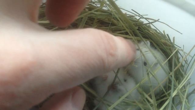 Кричащий хомяк смотреть онлайн