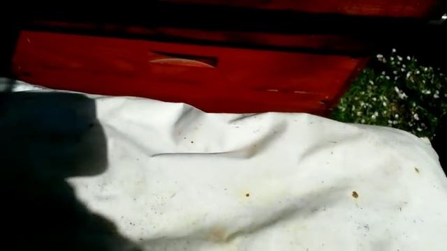 Стимулирующая подкормка на время похолодания 18 апреля 2019г смотреть онлайн