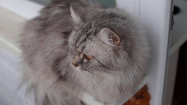 Пародистый красивый пушистый кот - крупным планом смотреть онлайн