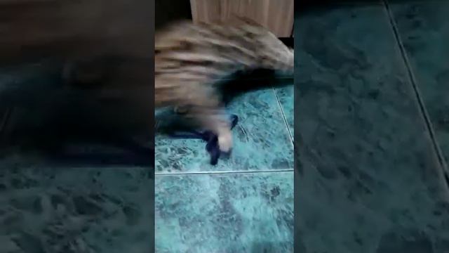 Котята АЛК f1 продажа смотреть онлайн