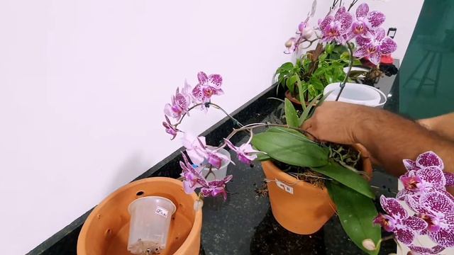 Arranjo de mini phalaenopsis смотреть онлайн