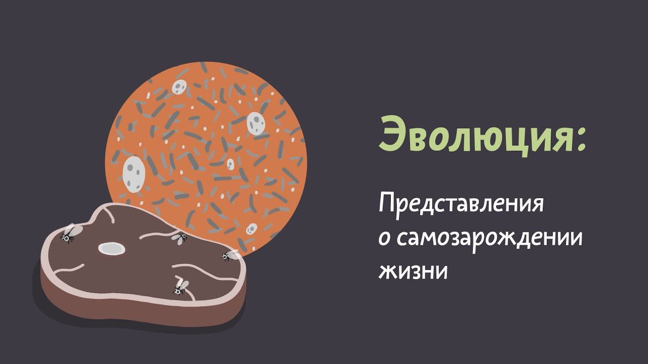 5.5 Представления о самозарождении жизни. Естествознание - 10 - 11 класс