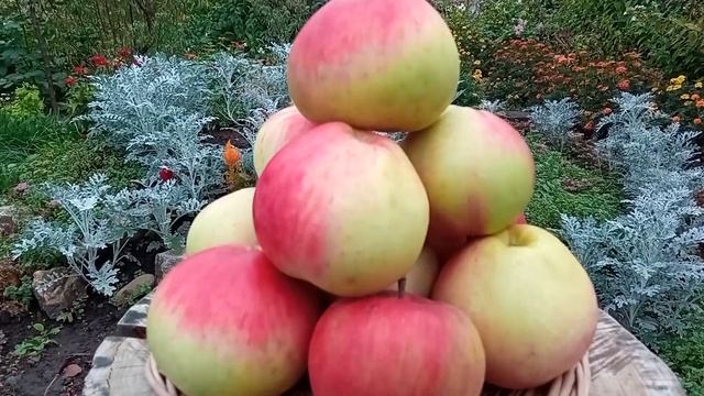 Яблочный натюрморт. Часть 8. Финал. В.Бутусов - Кошка. смотреть онлайн