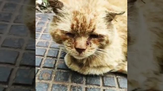 Кот бомж #shorts #рекомендации #хочуврек #best #cat #top смотреть онлайн