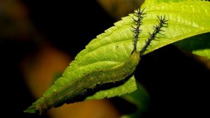 Бабочка 88 Диэтрия/Diaethria. Самые красивые бабочки