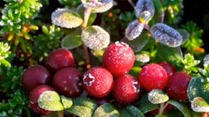 КЛЮКВА ПОЛЬЗА И ВРЕД | клюква чем она полезна, клюквенный морс польза для почек?