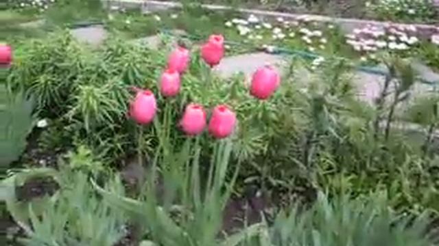 -ещё о цветах в саду Сибири - About colors in a garden in Sideria смотреть онлайн