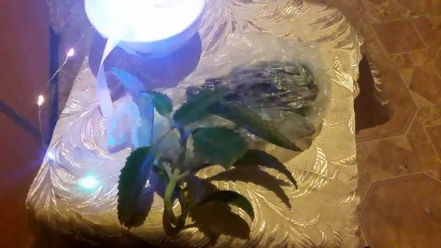 Каланхой от зубной боли смотреть онлайн