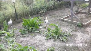 Перевёл голошейных кур в новый птичник