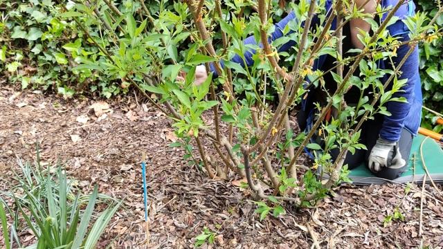 HOW TO PRUNE FORSYTHIA смотреть онлайн