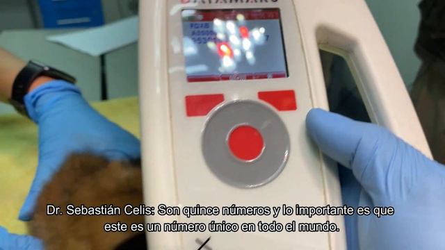 BUIN ZOO TE ACOMPAÑA EN CASA (La Nueva Cría de Caracal) смотреть онлайн