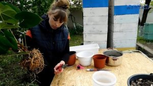 Антуриум пересадка размножение посадка уход выращивание. как посадить антуриум