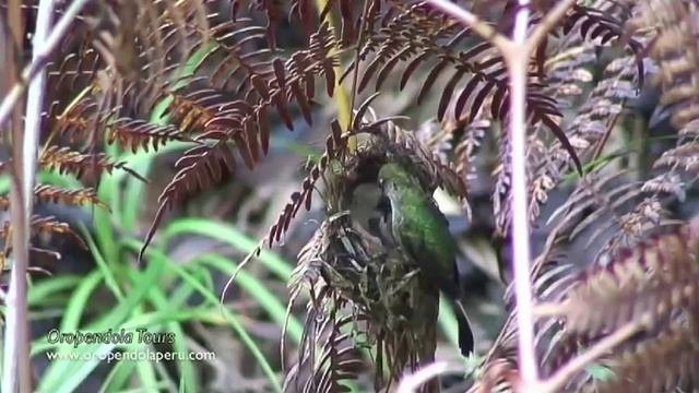 El Colibrí Cola De Espátula (Loddigesia Mirabilis)