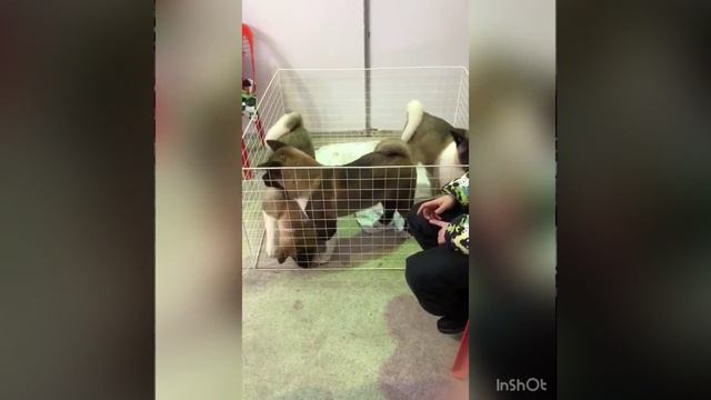 Выставка животных смотреть онлайн