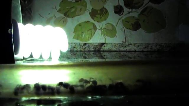 Мои муравьи красногрудый муравей-жнец- дорога на арену смотреть онлайн