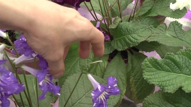 DS-Февраль. Стрептокарпус смотреть онлайн