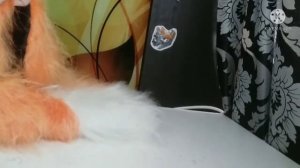 Создание кемоно фурсьюта ?✨