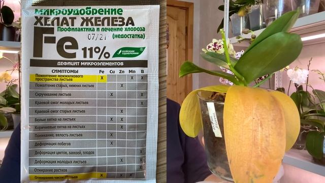 желтеют листья орхидей НЕ ТОРОПИТЕСЬ ИХ КОРМИТЬ проблемы с листьями орхидеи в другом смотреть онлайн