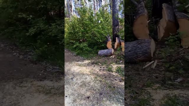 Повалило сосну