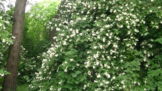 Jaśminowiec (Philadelphus coronarius L.) - Poland смотреть онлайн
