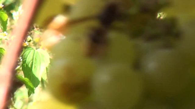 Осы на даче.Крылатый убийца. Шершень атакует. People killer. смотреть онлайн