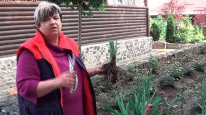 Ирис.( Ирисы Бородатые) . Как Правильно Поделить Куст Ириса. Правила Размножения Ирисов