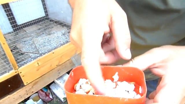 Одна из причин почему не размножаются ПОПУГАИ. смотреть онлайн