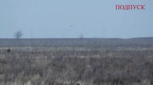 Волгоградские межрайонные личные состязания борзых собак по зайцу-русаку. 8-9 ноября 2014г.
