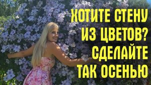 Сделайте ТАК с КЛЕМАТИСАМИ ОСЕНЬЮ! Секрет ПЫШНОГО ЦВЕТЕНИЯ СТЕНОЙ