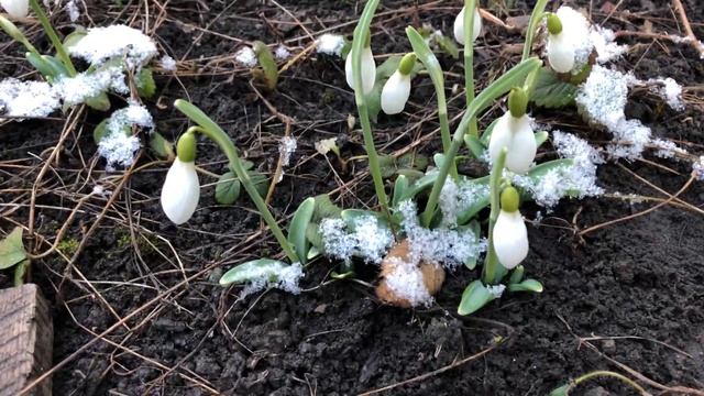 Почему они растут из под снега и так и называются подснежники ? смотреть онлайн