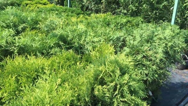 ЖИВАЯ ИЗГОРОДЬ: СОВЕТЫ ЭКСПЕРТА. Растения для живой изгороди