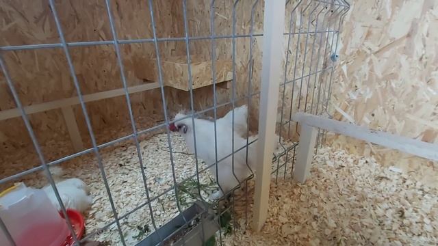 Черные подмышки от Богдана/как дела в курятнике/любимое окошко Монстера альба/осенний вид смотреть онлайн