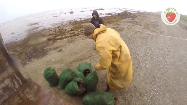 Сбор морской капусты для удобрения клубники, остров Сахалин смотреть онлайн