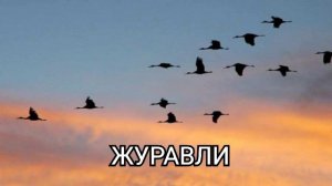 Журавли.. Кирилл Потылицын..  автор Алексей Молодцов