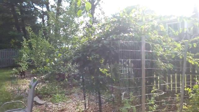 Growing Kiwi in Planting Zone 7 in New Jersey смотреть онлайн