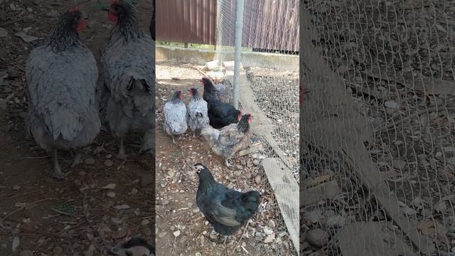 О продуктивности кур в моем хозяйстве. У нас продолжается лето☺️ смотреть онлайн