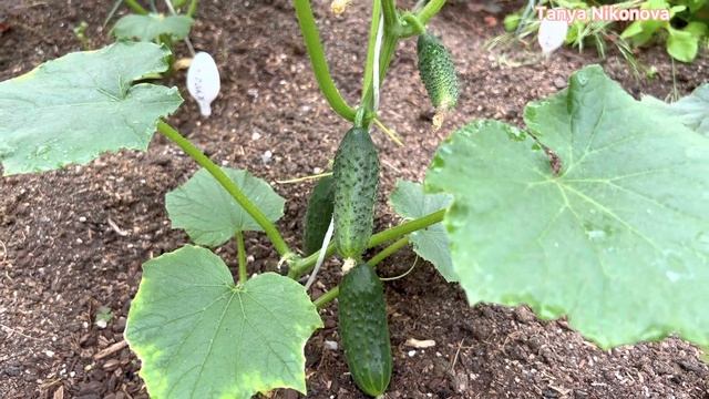 Выращивание огурцов в теплице и в открытом грунте. смотреть онлайн