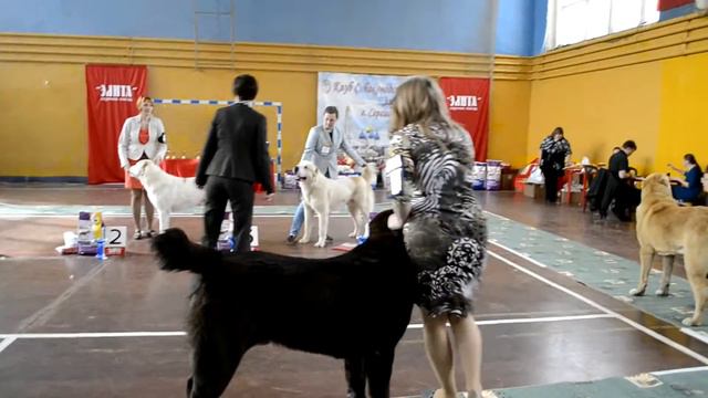 Сергиев-Посад, моно среднеазиатских овчарок, 06.04.14 г. смотреть онлайн