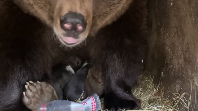 ЧУДЕСНАЯ НОВОСТЬ! Мы узнали пол еще одного медвежонка! смотреть онлайн