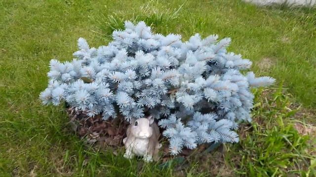 ЕЛЬ "ГЛАУКА ГЛОБОЗА" (PICEA PUNGENS GLAUCA GLOBOSA)