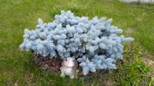 ЕЛЬ "ГЛАУКА ГЛОБОЗА" (PICEA PUNGENS GLAUCA GLOBOSA)