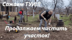 Сажаем туи, продолжаем чистить заросший участок №2