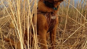 Золотистый Ретривер или Голден Ретривер! Описание породы.