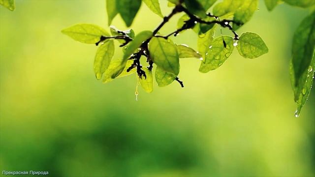 Эту музыку можно слушать вечно ? Божественная музыка трогает душу ? Красивые весенние мелодии #38