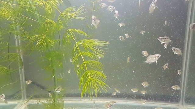 Мезонаута Фестивум малёк 4 недели смотреть онлайн