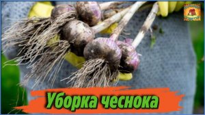 Вот что нужно сделать с чесноком после уборки урожая Подготовка чеснока к хранению Дачные советы