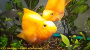 Рыбанутая любовь